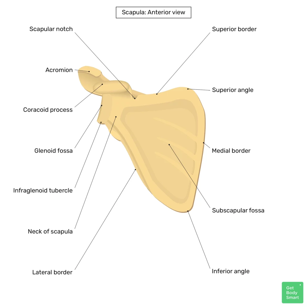 Scapula bone: anatomy, structure and labeled diagram