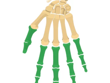 Phalanges of hand seen from an anterior (palmar) perspective.